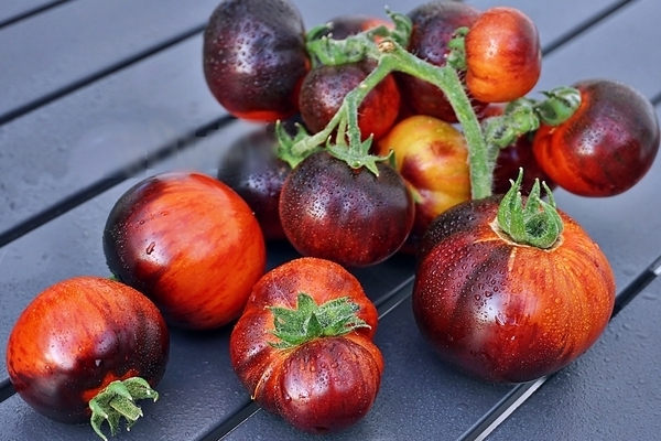 Kepelbagaian tomato Gnome: varieti terbaik