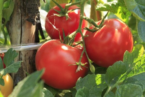 Tomato Volgograd: semua yang perlu anda ketahui mengenai tomato Vologda