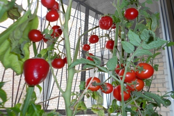 Tomates dans l'appartement