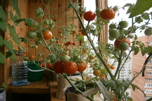 Pomodori in appartamento