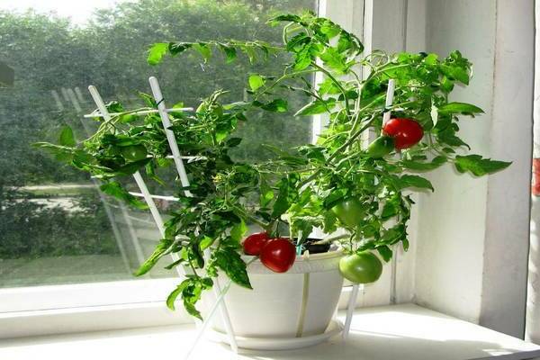 Tomates dans l'appartement