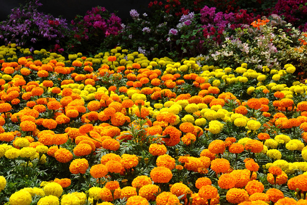 fiori di calendula