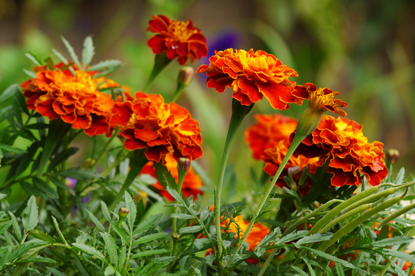 mga bulaklak marigold