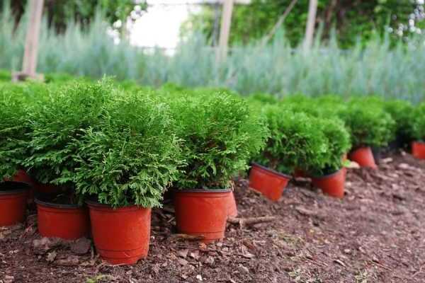 ảnh thuja