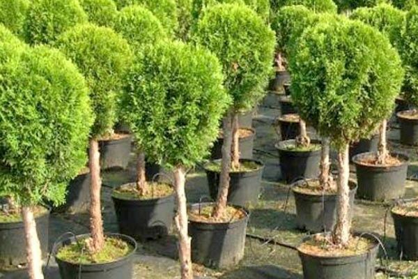 ảnh thuja