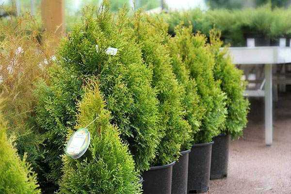 thuja trong một cái chậu