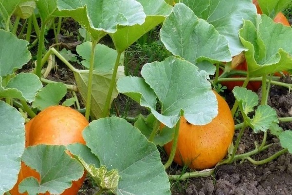 Orange bush pumpkin