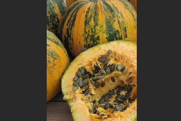 Gymnospermous pumpkin: full characteristics