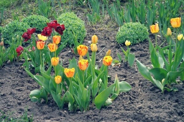 Cura de tulipes