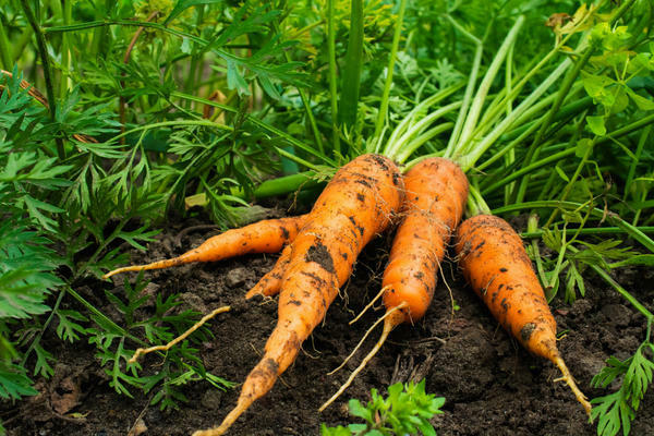прибиране на моркови