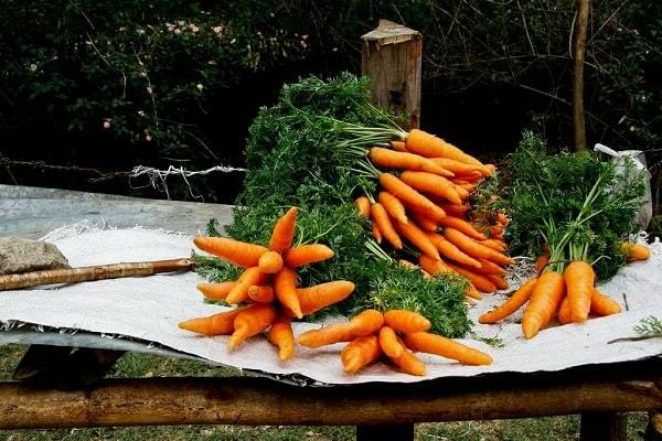 прибиране на моркови