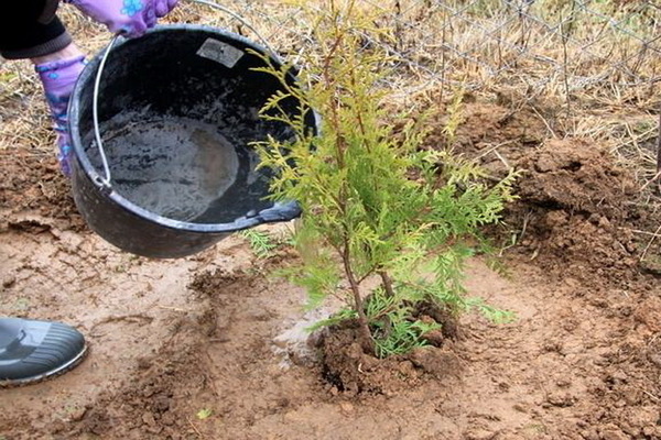 penjagaan thuja