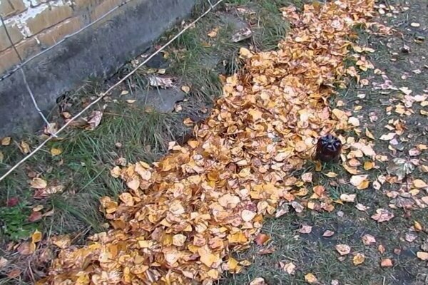 comment abriter les raisins pour l'hiver