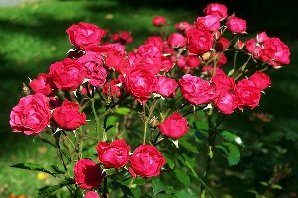 Types of roses polyanthus roses