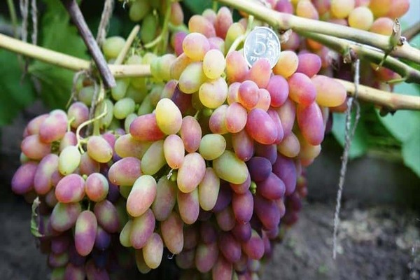 описание на сорта грозде