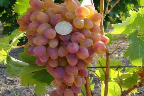 gambar melengkung anggur