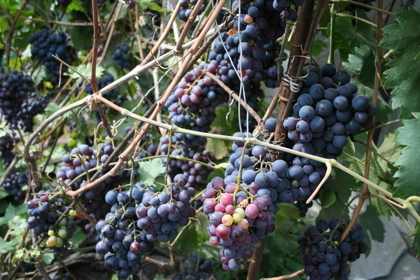 grape variety agate donskoy