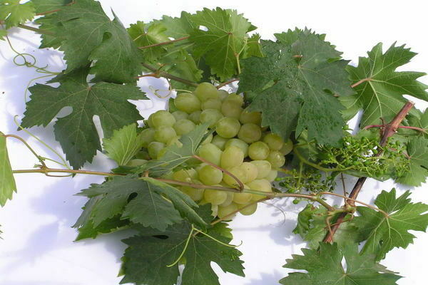 aleshenkin grape description of the variety