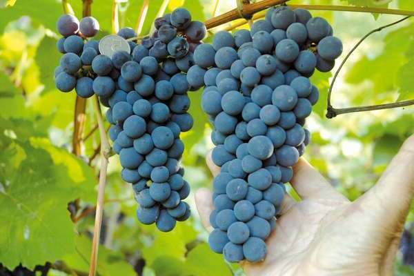 description of Amur breakthrough grapes