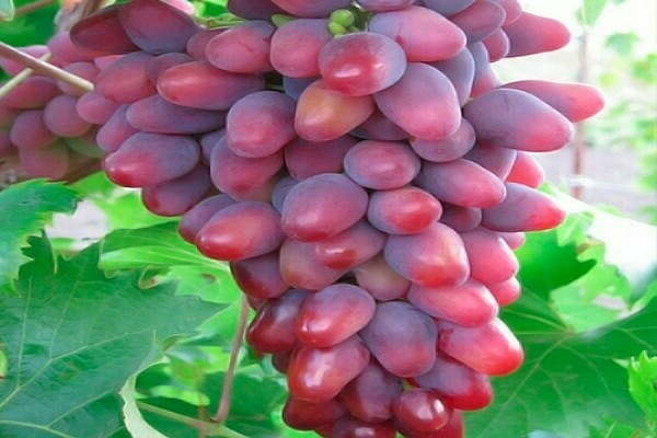 арочен сорт грозде