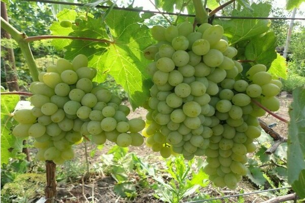 grape variety harold photo