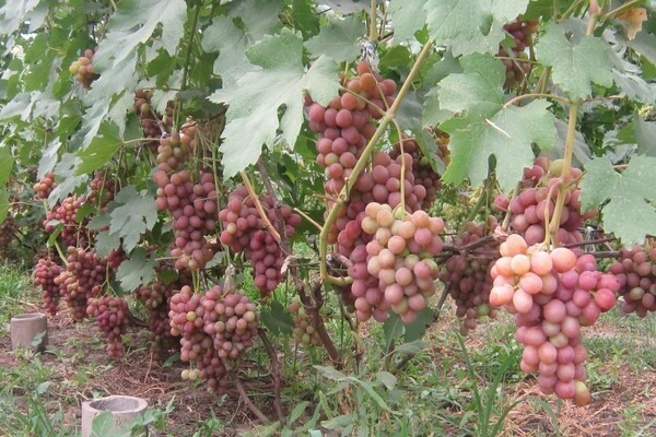descrizione dell'uva gourmet