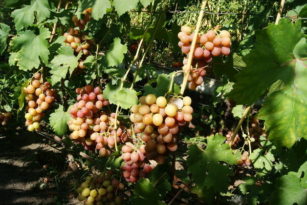early gourmet grapes