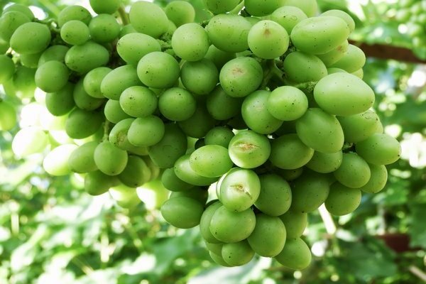 gourmet grape variety