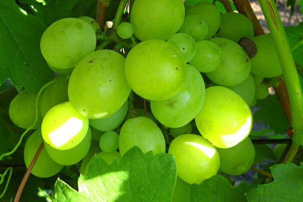 Anggur Kesha: penerangan pelbagai, maklumat asas mengenai anggur