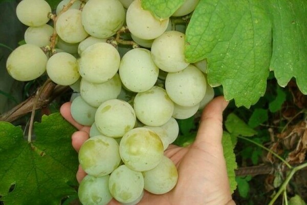 Anggur Kesha: keterangan, foto, maklumat mengenai keunikan varieti varieti ini