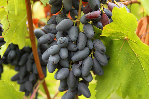 Description des raisins de mémoire de Negrul