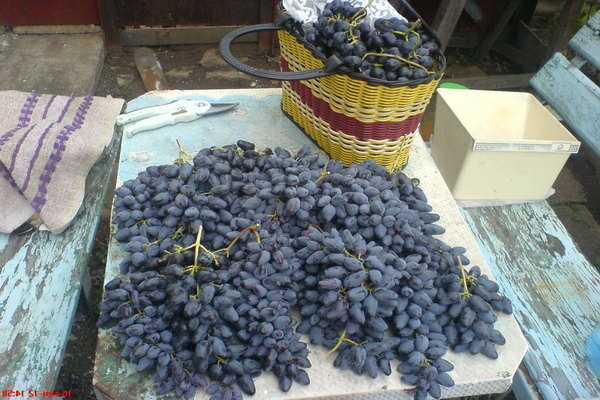 Grapes memory Negrulya