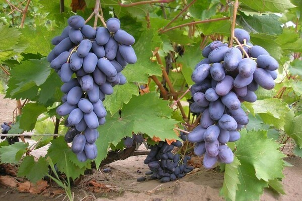 grape variety negrulya