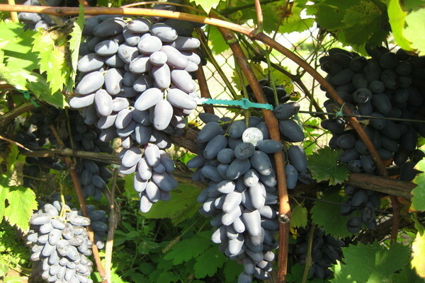 memory grape variety
