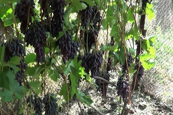 Beschrijving van Negrulya-druiven