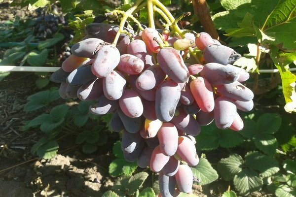 Negrulya grape variety description