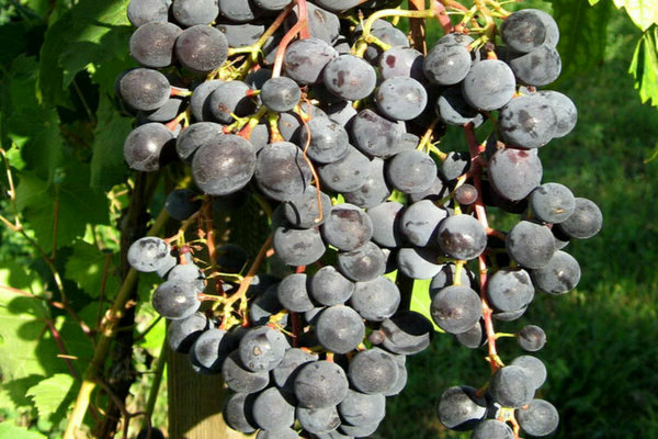 Сортове грозде Шарова