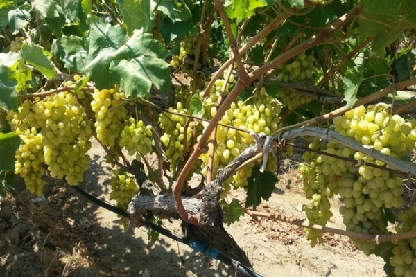 grape variety century