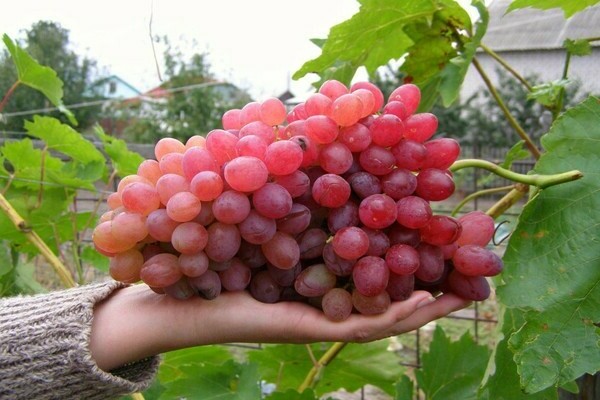 Veles grapes description