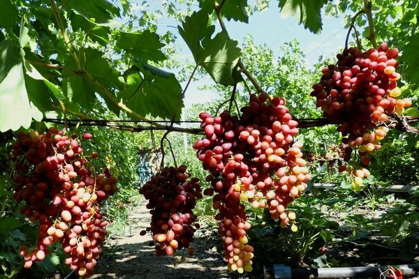 грозде велес описание на снимката