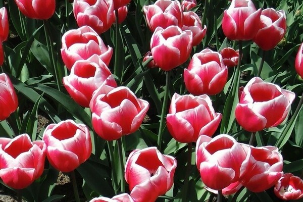 Terry tulips Virosa