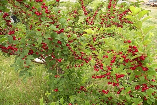 plantation de cerisier en feutre