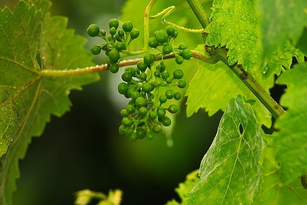 ovaio d'uva