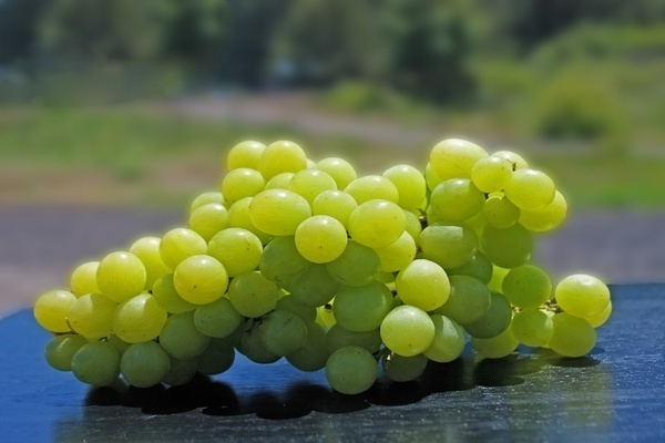 varieti anggur hijau