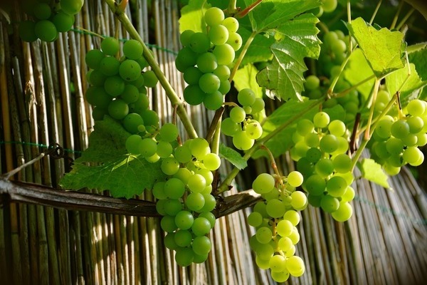 снимка грозде зелено