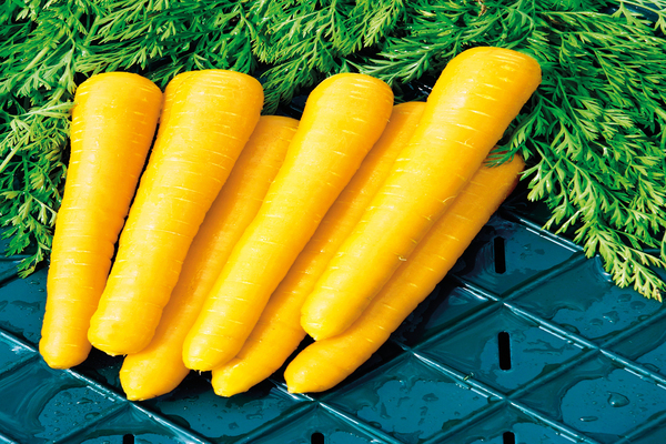 yellow carrots