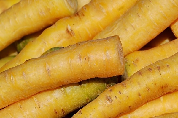 carrots have a yellow color