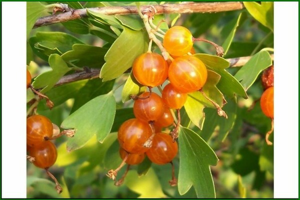 Yellow currant: variety of varieties