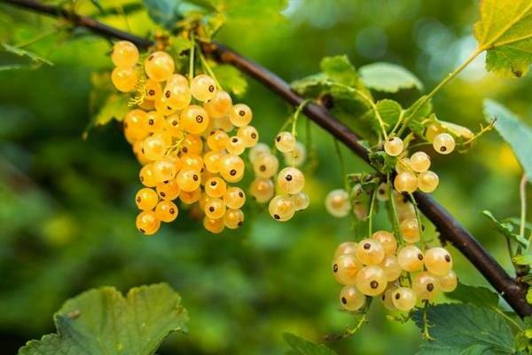 Yellow currant: variety of varieties
