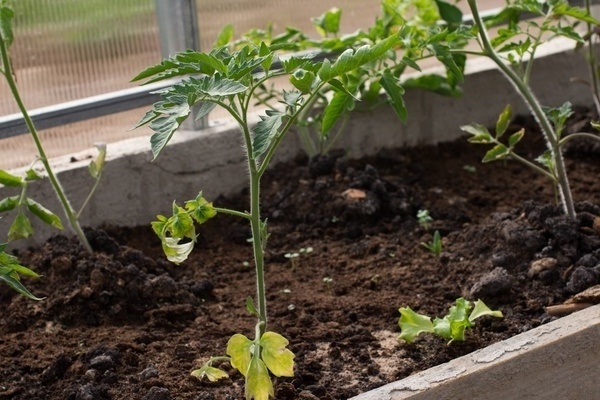 Why do tomato leaves turn yellow in a greenhouse